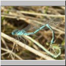 Cercion lindenii - Pokal-Azurjungfer 01.jpg